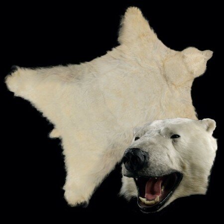 Шкура белого медведя фото