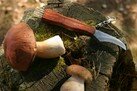 Нож грибной фото
